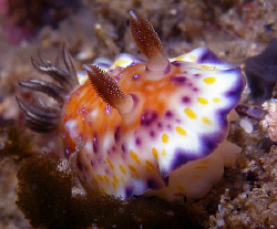 Chromodoris collingwoodi, Clovelly by Doug Anderson 